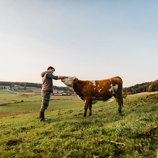 Purchase Of Livestock